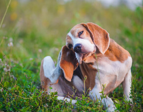 Why is my pet so itchy?