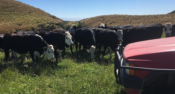 beef cattle pregnancy testing