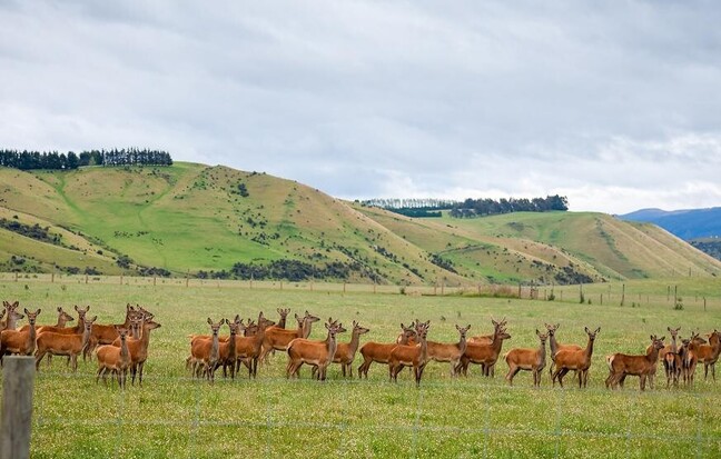 leptospirosis in deer