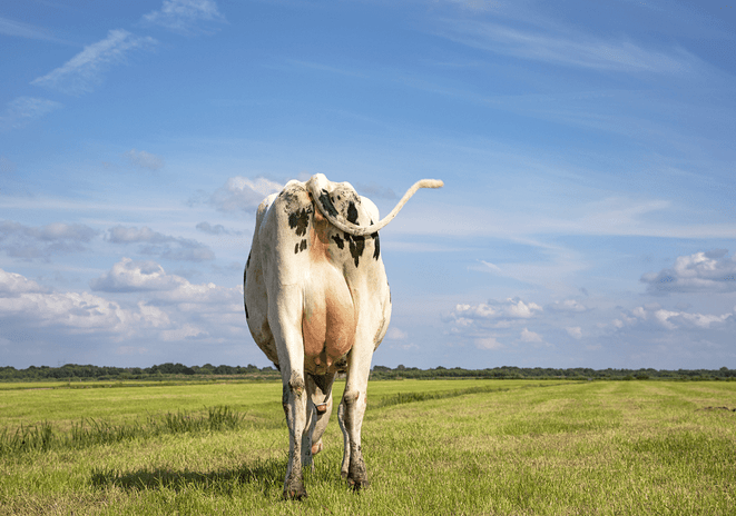 tail scoring dairy cow