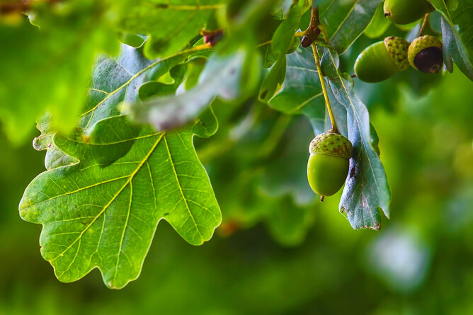 Oak tree leaves