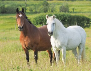 Signs your horse may have gastric ulcers