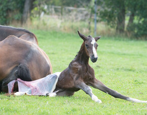 IgG in newborn foals &ndash; act early and save