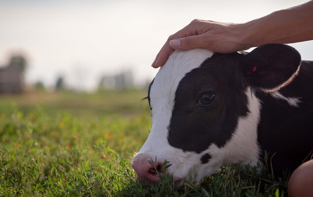 sudden death in cattle