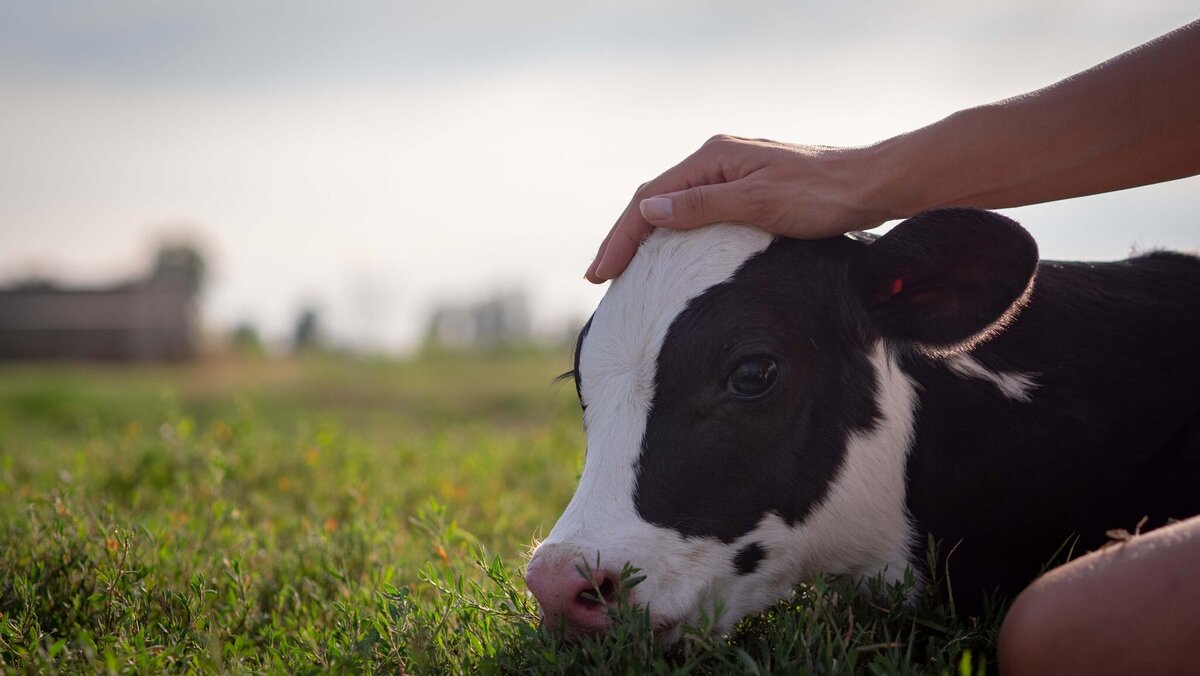 sudden-death-in-cattle-vetsouth