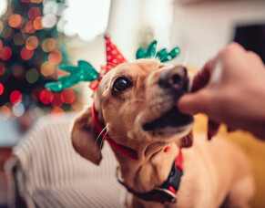 Careful with pets and Christmas treats