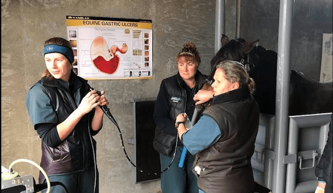 video endoscope at vetsouth