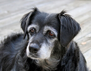 Arthritis in pets &ndash; how we can help