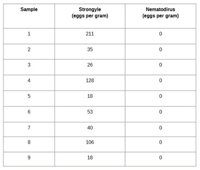 A 28-day drench interval check on lambs.