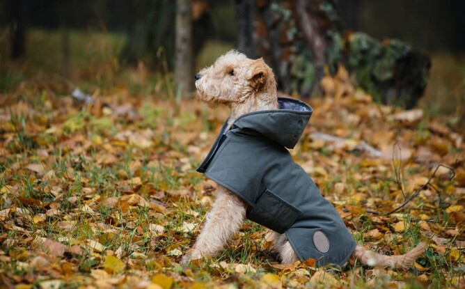 Winter tips for pets