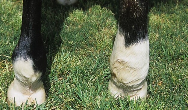 big leg in horses