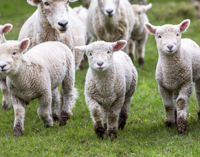 Giving your lambs their first drench