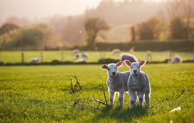 lambs in paddock