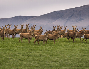 Scanning time for deer