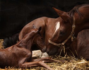 Newborn foal colostrum