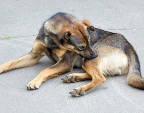 Itchy dogs