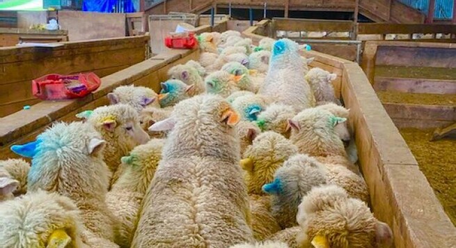 Rainbow sheep ready for drenching