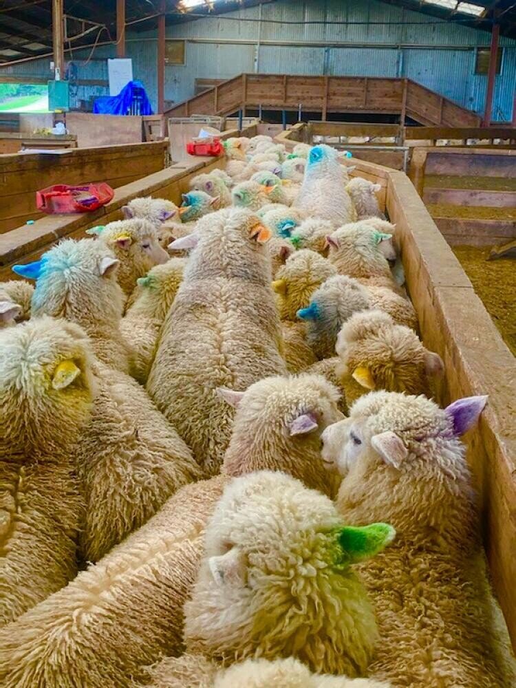 When to Faecal Egg Count (FEC)? VetSouth