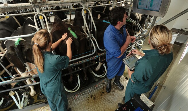 vets making decisions with farmers | vetsouth