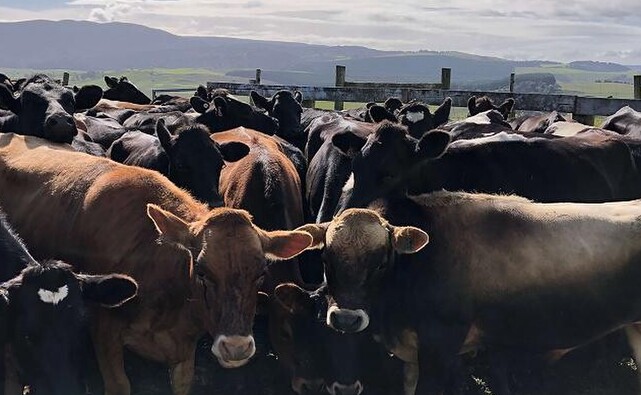 m.bovis heifer testing