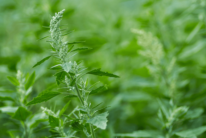Fathen (white goosefoot)