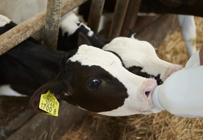 calf-rearing-tips-and-tricks-vetsouth