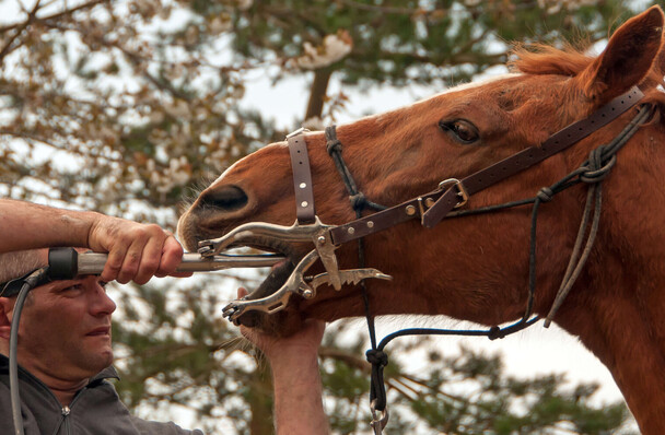Horse with equine dentist powerfloating