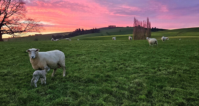 mastitis in sheep nz