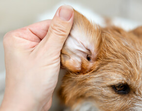 Understanding ear infections in dogs 