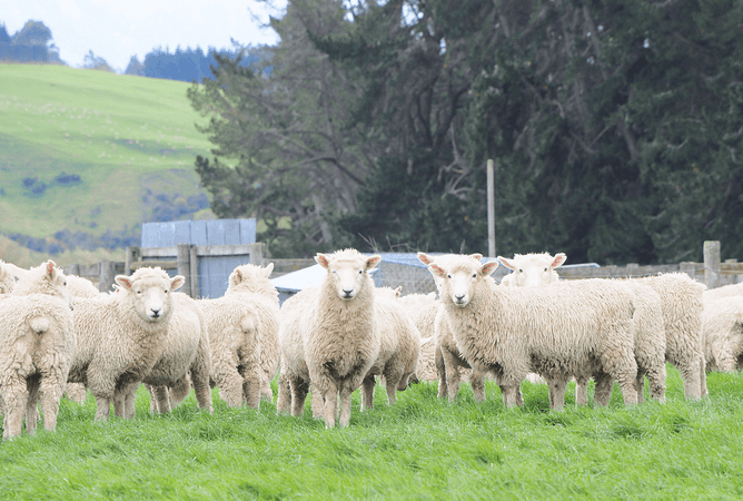 salmonella in sheep