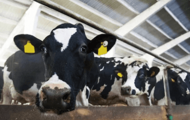 Dairy cows in a shed nutrition