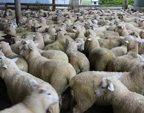 Vitamin B12 treatment options