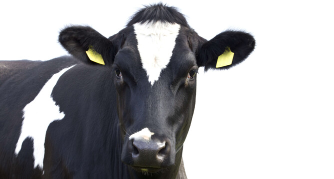 Dairy cow body condition score | VetSouth
