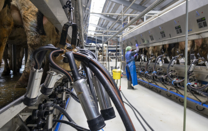 cows in a dairy shed milking
