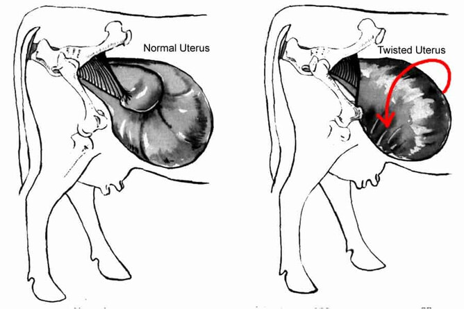 Image credit: Veterinary Disease information blog