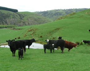Beef cattle mating and selenium impact