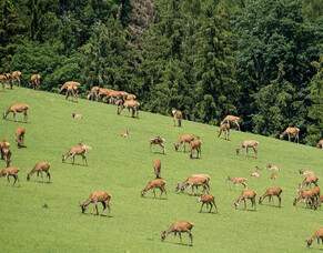 Feeding hinds and fawns