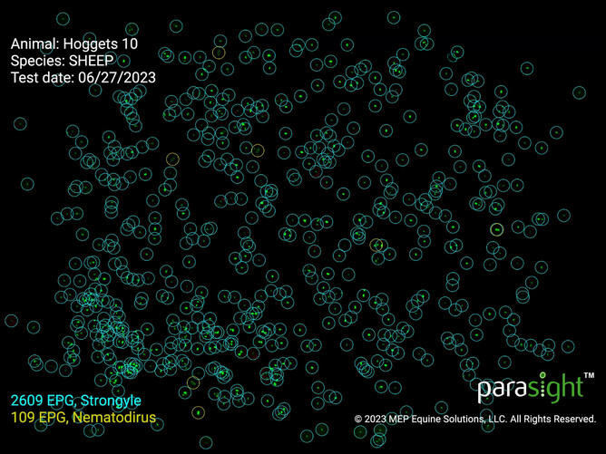 This is a result from our Parasight FEC machine, which is a highly sensitive and specific testing technique. This sample was taken from hoggets.