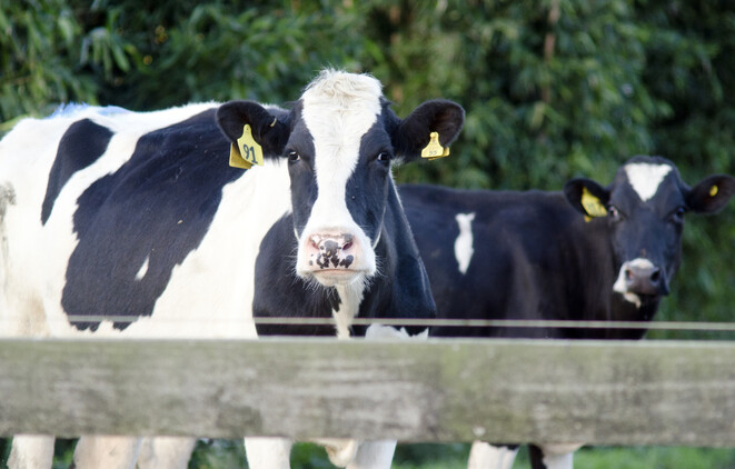 dairy submission rate