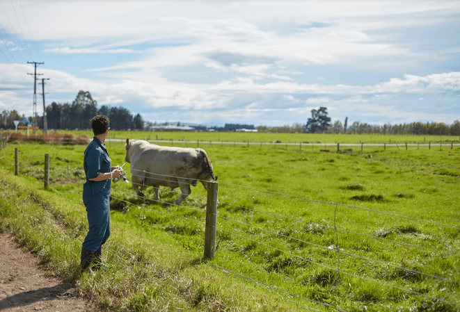 get bulls ready for mating