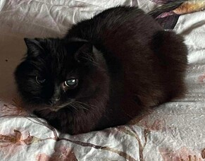 A hyperthyroidism case study with Paul the cat