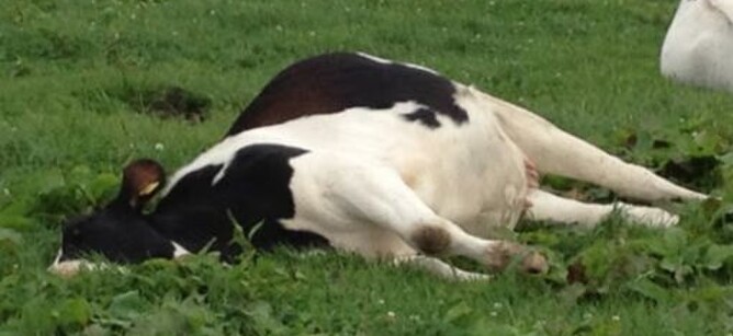 down cow