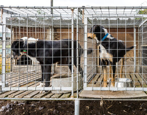 Working dogs in autumn