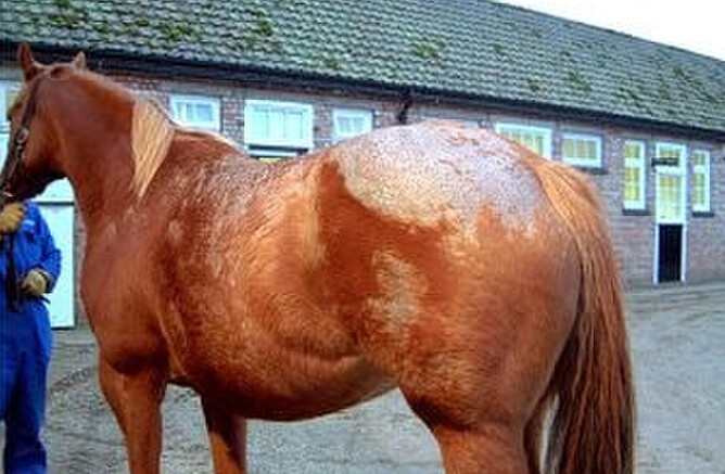 Rain scald on horses legs how to treat them