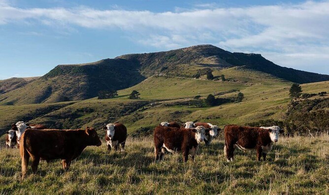m.bovis and beef cattle