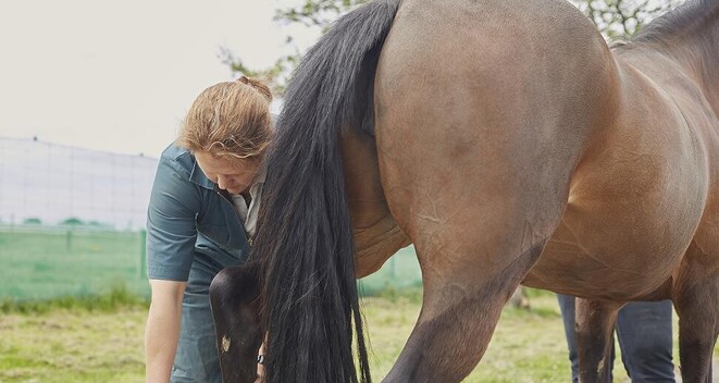 Osteoarthritis in horses
