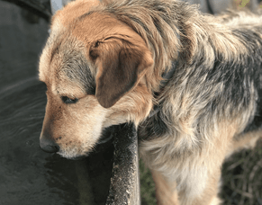 Working dogs in summer
