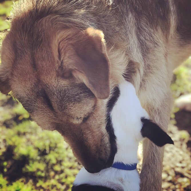 Credit: Rachael Buckingham