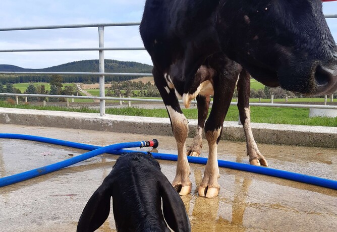 condensing your calving with vetsouth