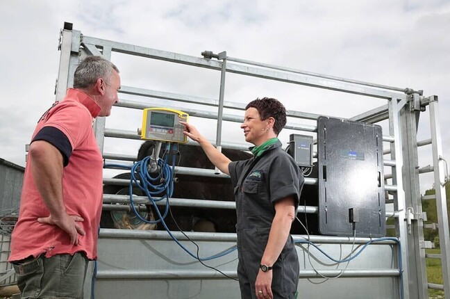 weighing a cow weigh it up